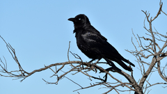 Corvus bennetti