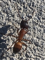 Camponotus sansabeanus