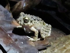 Oreobates quixensis