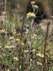 Helichrysum indicum