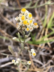Helichrysum indicum