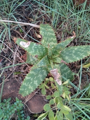 Aloe greatheadii davyana