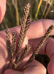 Verbena hastata