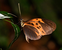 Heliconius numata bicoloratus