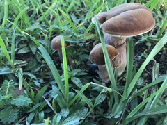 Tylopilus ferrugineus