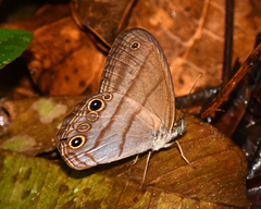 Amiga arnaca