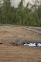 Streptopelia decaocto