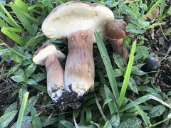 Tylopilus ferrugineus