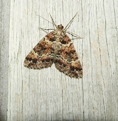 Pseudocoremia productata