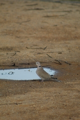 Streptopelia decaocto