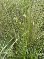 Nidorella podocephala