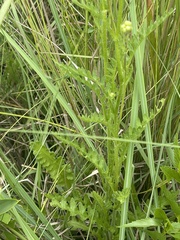 Nidorella podocephala