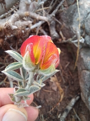 Trachylepis variegata