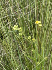 Nidorella podocephala