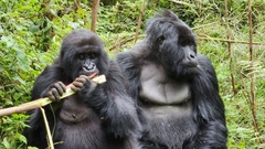 Gorilla beringei beringei