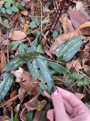 Smilax smallii