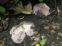 Phallus hadriani