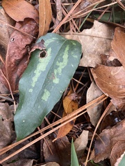 Smilax smallii