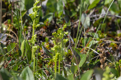 Platanthera obtusata