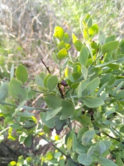 Osyris lanceolata