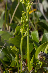 Platanthera obtusata