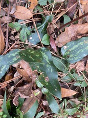 Smilax smallii