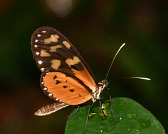 Mechanitis lysimnia roqueensis