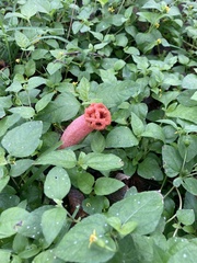 Lysurus periphragmoides