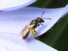 Lasioglossum imitatum