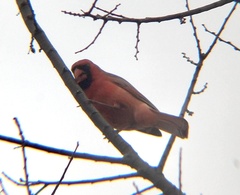 Cardinalis cardinalis