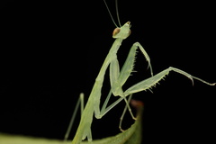 Sinomantis denticulata