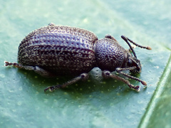 Otiorhynchus cribricollis