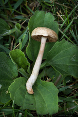 Agrocybe molesta
