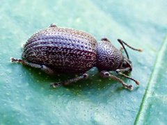 Otiorhynchus cribricollis