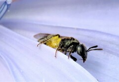 Lasioglossum imitatum