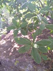 Diospyros lycioides