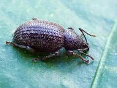 Otiorhynchus cribricollis