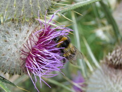 Cirsium eriophorum
