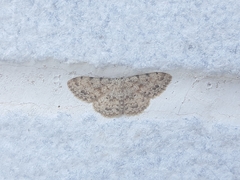 Scopula luridata