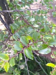 Ziziphus mucronata