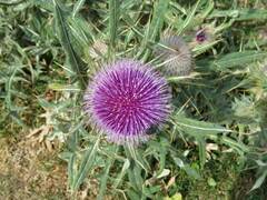 Cirsium eriophorum
