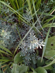 Indigofera oxytropis