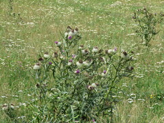 Cirsium eriophorum