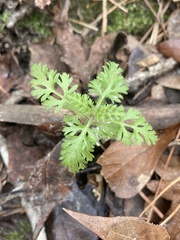 Chaerophyllum tainturieri