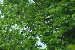 Ducula bicolor