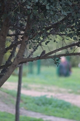 Phoenicurus ochruros