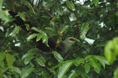 Phaenicophaeus tristis