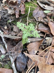 Chaerophyllum tainturieri