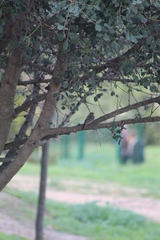 Phoenicurus ochruros