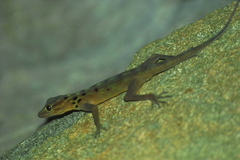 Cnemaspis boulengeri